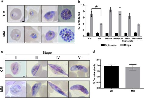 Development Of P Falciparum Asexual And Gametocyte Stages In The Download Scientific Diagram