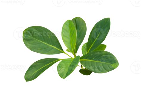 Hoja Planta Aislado En Transparente Antecedentes 36627953 Png