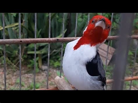 Galo De Campina Canto Limpo Pra Encarta Treinar E Estimular Seu