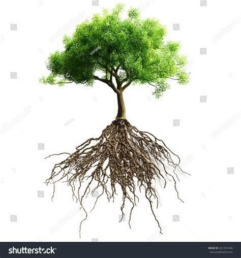 Tree Roots Isolated Stock Illustration 251357446 | Shutterstock