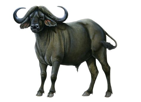 Buffalo Png Transparent Images Png All