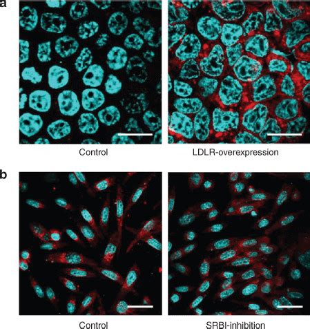 In Vitro Examinations Of Receptor Mediated Uptake A Confocal Laser