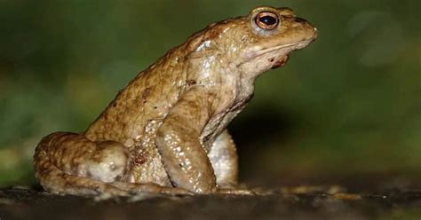 Toad Life Cycle Development Stages Of Weird Looking Frog Learn About Nature