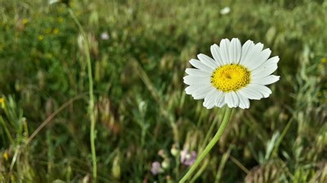 Flowers Nature Grass Field Green Daisy Flower Grassland Plant