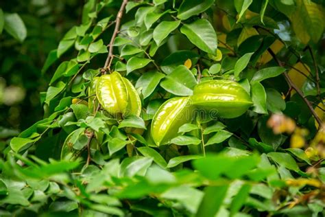 Star fruit on a tree stock photo. Image of carambola - 61995662