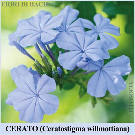 Fiori Di Bach Elenco E Vendita Online Fitosofia