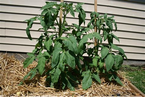 Brandywine Tomato Plants No Flowers Or Fruit Yet Just G Flickr