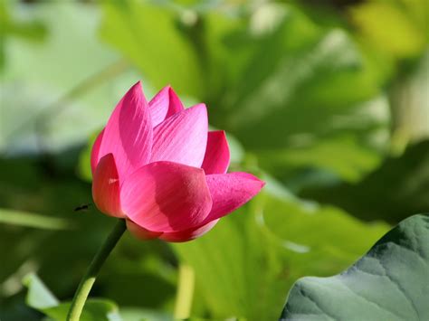 Lotus Blume Pflanze Pinke Kostenloses Foto Auf Pixabay Pixabay