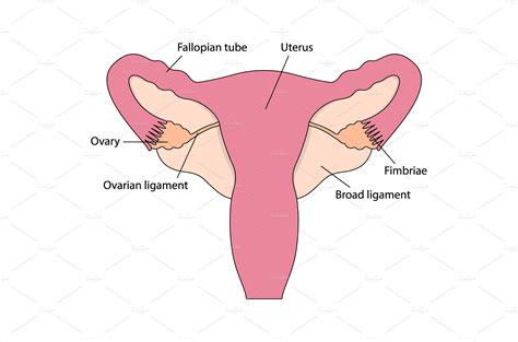 Female Human Reproductive System Education Illustrations ~ Creative