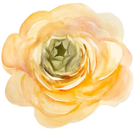 Premium Photo Watercolor Orange And Yellow Rose Flower Isolated