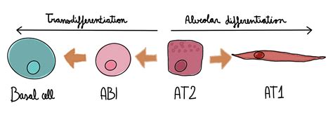 Alveolar Epithelium