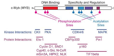 Multiple Regulatory Pathways Lead To Myb The C Myb Protein Is