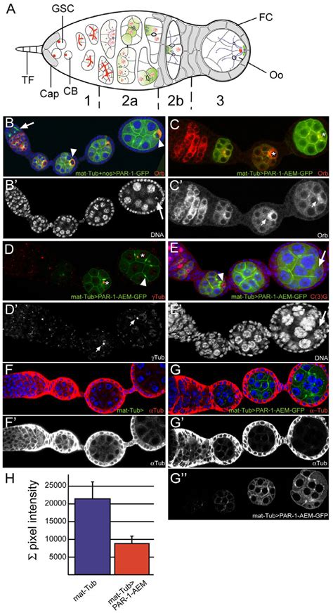 Figure 1 From Lethal Giant Larvae Is Required With The Par Genes For