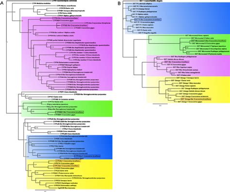 Phylogenetic Tree Of Selected CYP And GST Amino Acid Sequences The