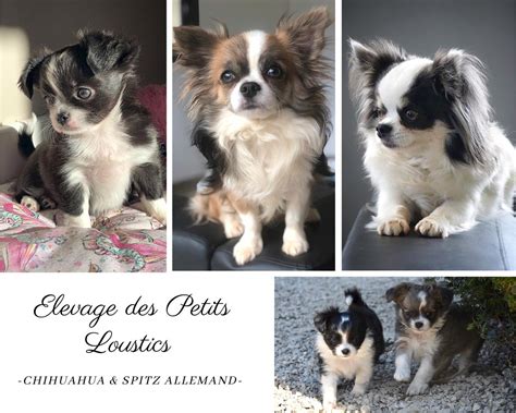 Des Petits Loustics Leveur De Chihuahua Poil Long Campagnac