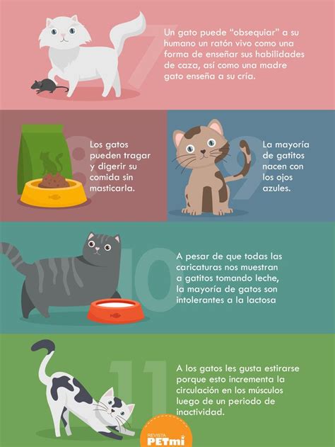 Curiosidades Gatunas Parte 2 Informacion De Gatos Lenguaje De Los Gatos Recuerdo De Mascota