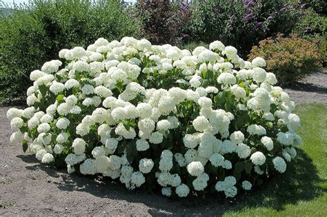 Sneeuwbalhortensia Annabelle Onlineplantenshopnl