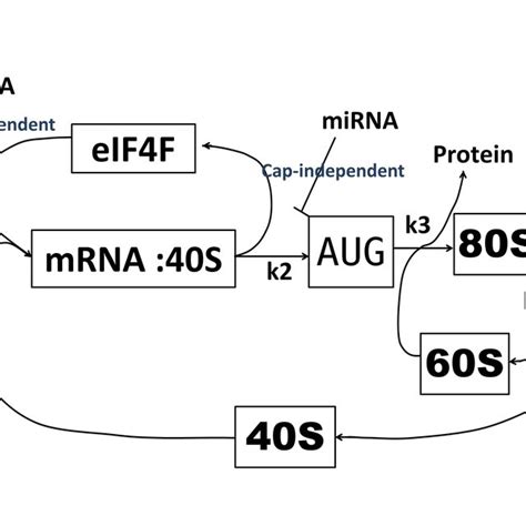 3 The Structure Of The Model Of Elongation Factors EF Tu And EF Ts