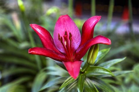 How To Care For Asiatic Lilies In The Fall Ehow