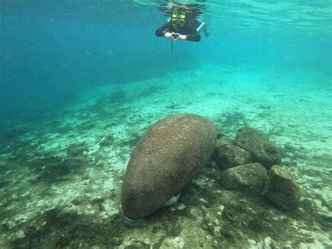 20 Best Swim With Manatees Tours In Florida