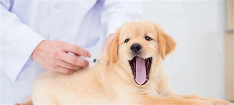 Vaccinations Faulkville Animal Hospital