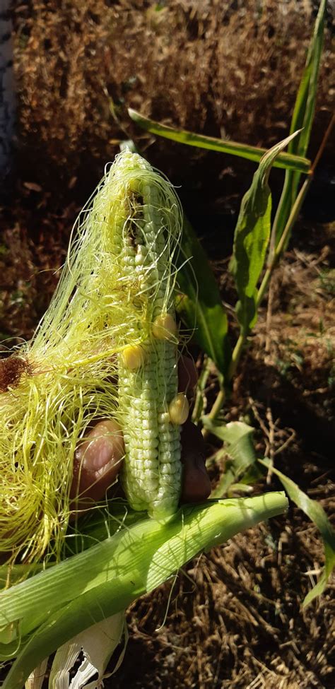 I Was Cutting Grass When I Saw A Single Corn Plant And Kept It After Months Of Waiting This Was