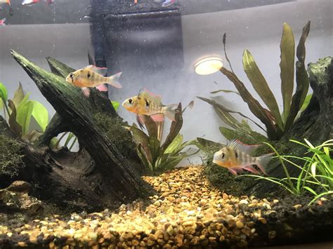 125 best Bolivian Ram images on Pholder | Aquariums, Cichlid and