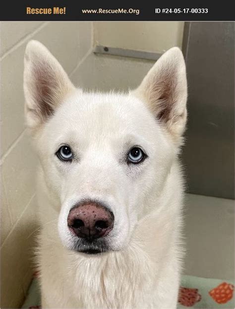 Adopt Siberian Husky Rescue Heathsville Va