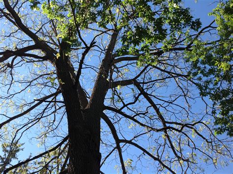 Free Images Tree Nature Branch Sky Sunlight Leaf Flower Autumn