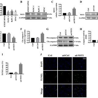 MST1 Regulates Pancreatic Cancer PANC 1 Cell Survival And Migration