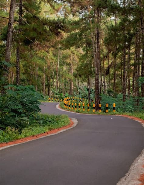 Jalan Aspal Di Tengah Hutan Pinus Foto Premium