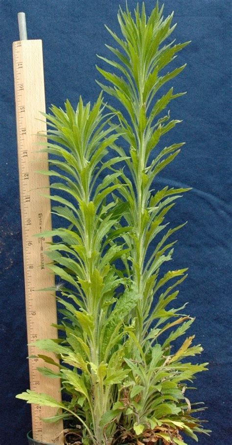 Marestail Identifying Noxious Weeds Of Ohio