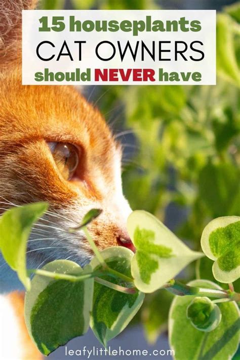 Non Poisonous Indoor Plants For Cats Back Gardener