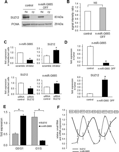 Suz Expression At Cellular And Tissular Levels And During Cell Cycle