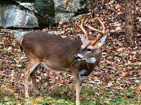 A North Alabama Wildlife Getaway Wtvc