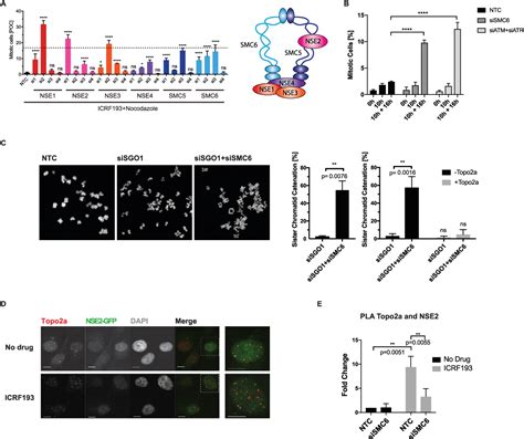 Figure From A Genome Wide Rnai Screen Identifies The Smc Complex