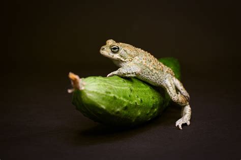 Африканская зелёная жаба (Bufotes viridis)