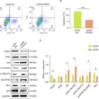 FOXG1 Inhibited The Apoptosis Of A549 Cell A And B Cell Apoptosis Was