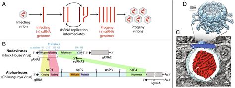 Nodavirus Rna Replication Crown Architecture Reveals Proto Crown