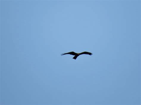 Mark Guppy On Twitter Black Kite Over Pleinmont Guernseybirds