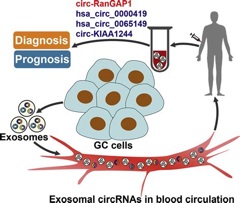 Emerging Function And Clinical Significance Of Exosomal Circrnas In Cancer Molecular Therapy