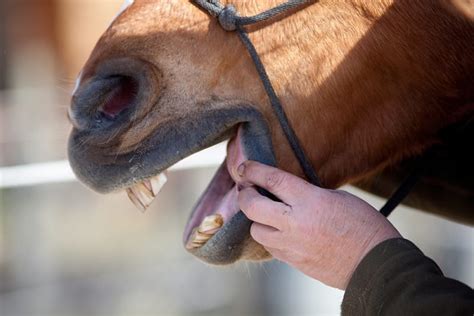 Why Does My Horse Need A Dental Exam Red Hills Veterinary Hospital