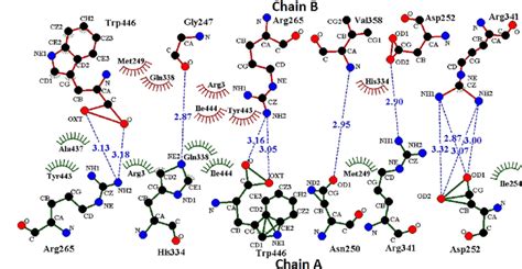 D Representation Of Molecular Interactions Between The Amino Acids Of