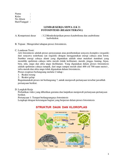 Lks 2 Tahapan Proses Fotosintesis Reaksi Terang Pdf