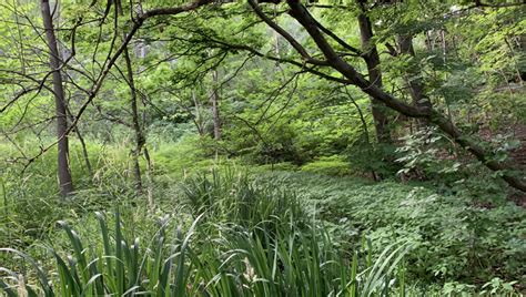 Toronto Nature Stewards Stewardship On Public Land