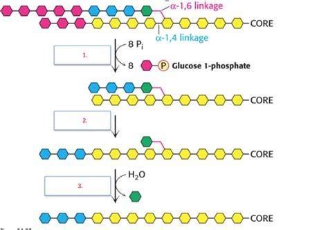 Glycogen Synthesis Degradation Flashcards Quizlet