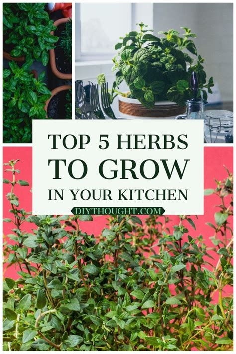 Top 5 Herbs To Grow In Your Kitchen Planting Herbs Indoors Herbs