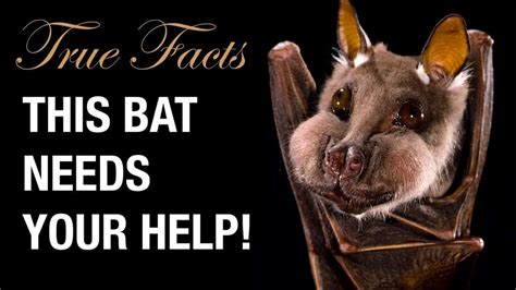 Home Merlin Tuttles Bat Conservation