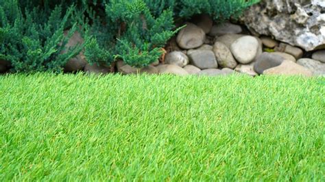 Choosing Synthetic Grass for Your Yard: 5 Top Tips