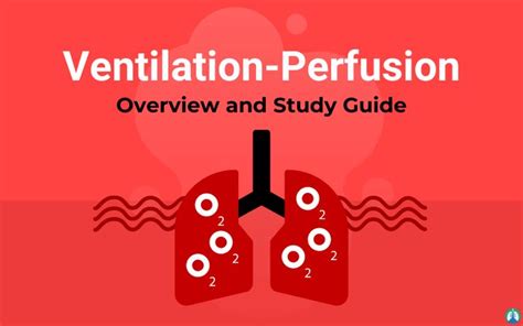 Ventilation Perfusion Ratio What Is A Vq Mismatch Respiratory